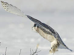 Snowy Owl