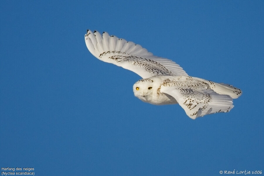 Snowy Owl