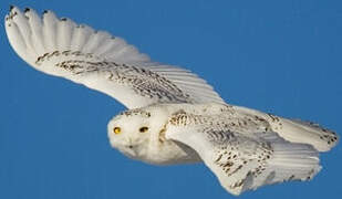 Snowy Owl