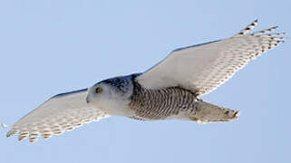 Snowy Owl