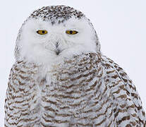 Snowy Owl