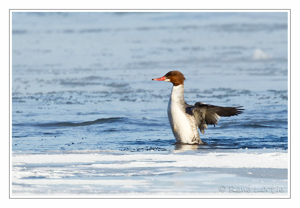 Common Merganser, identification