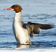 Common Merganser