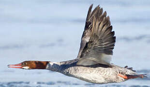 Common Merganser