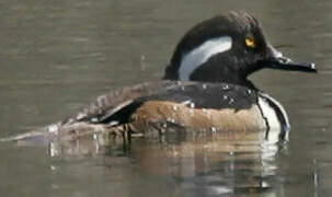 Hooded Merganser