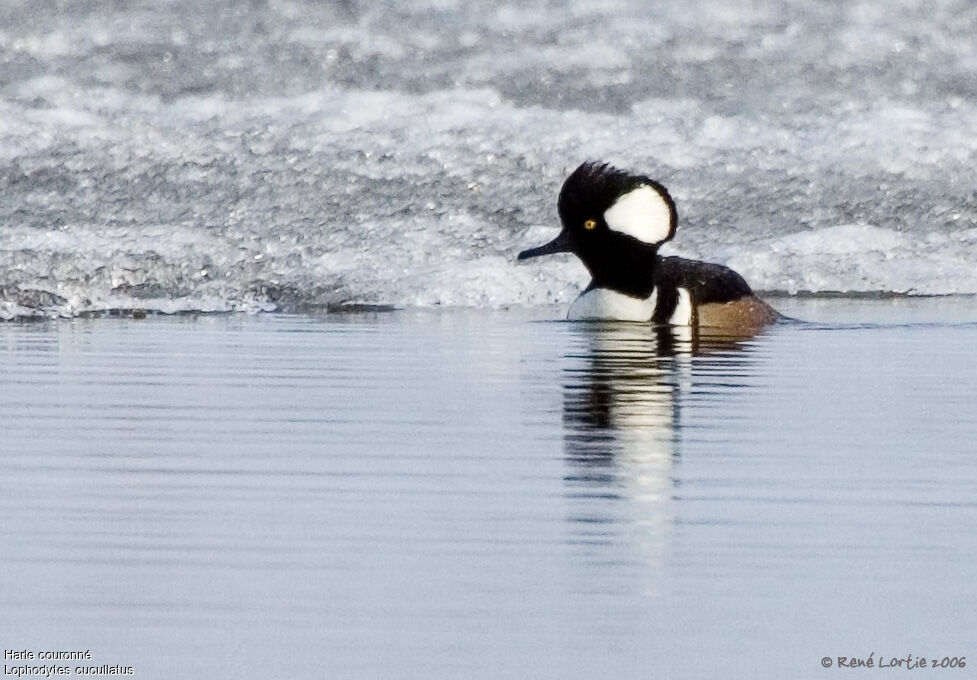 Hooded Merganser male adult breeding