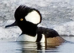 Hooded Merganser