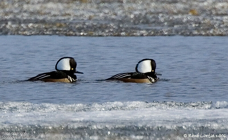 Hooded Merganser male adult breeding