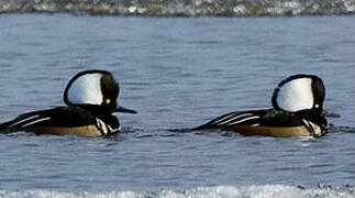 Hooded Merganser