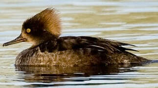 Hooded Merganser