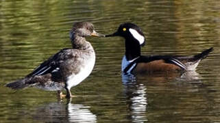 Hooded Merganser