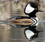 Hooded Merganser