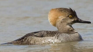 Hooded Merganser