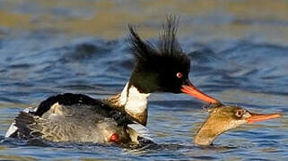 Red-breasted Merganser