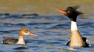 Red-breasted Merganser