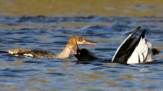 Red-breasted Merganser