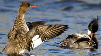 Red-breasted Merganser