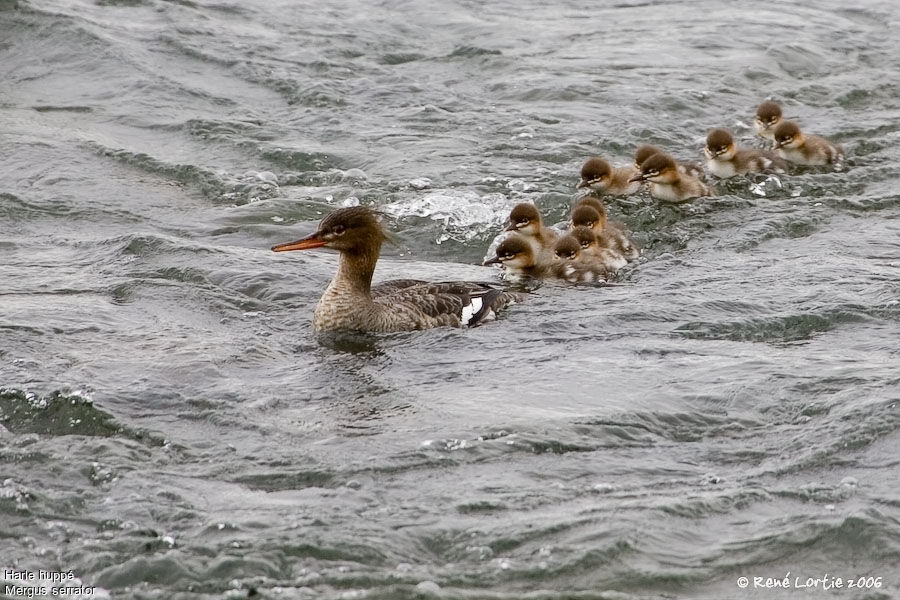 Red-breasted Merganser