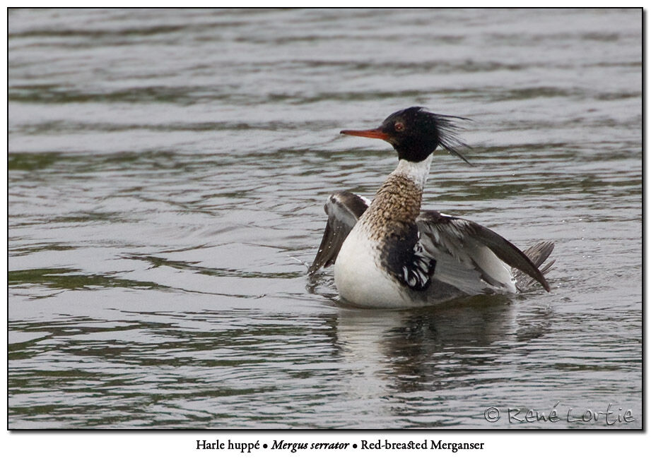 Red-breasted Merganser male adult breeding