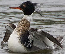 Red-breasted Merganser