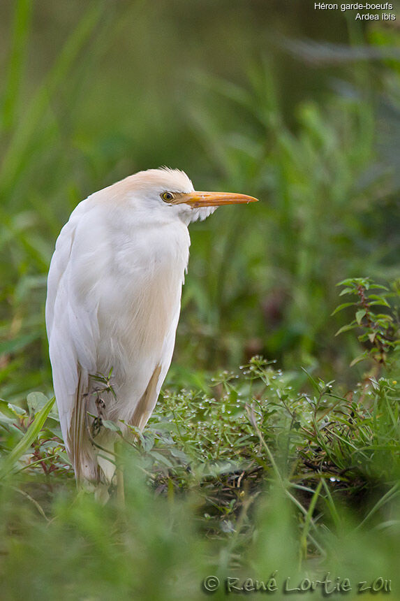 Western Cattle Egretadult, identification