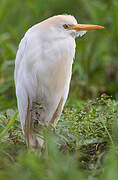 Western Cattle Egret