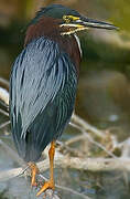 Green Heron