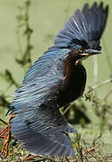 Green Heron