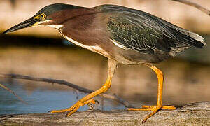 Green Heron