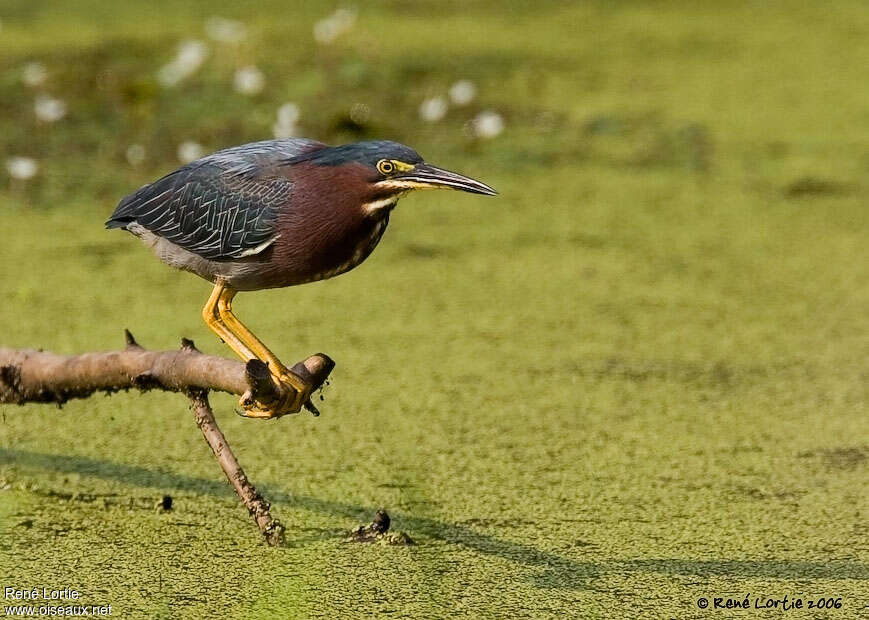 Green Heronadult breeding, identification