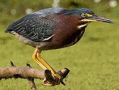 Green Heron