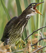 Green Heron