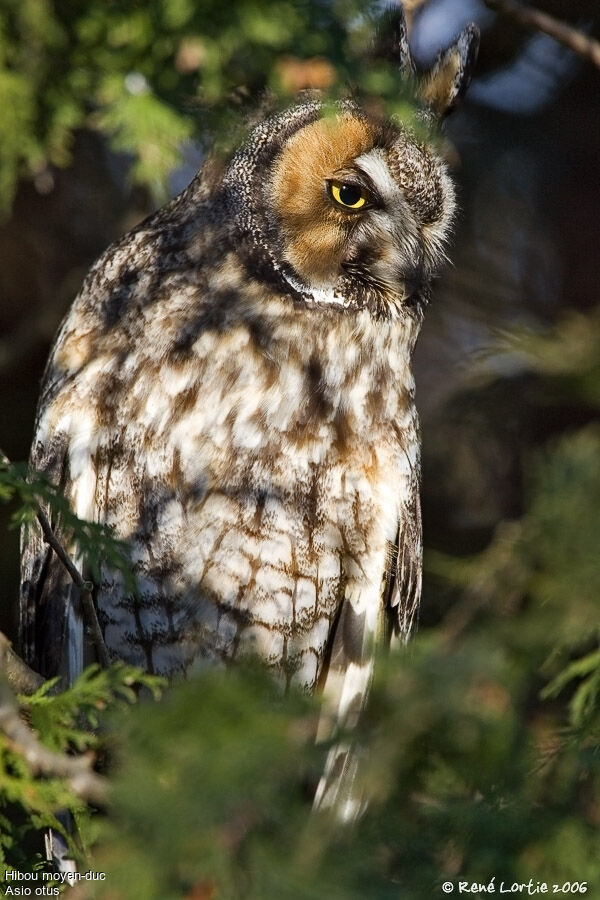 Long-eared Owl