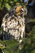 Long-eared Owl