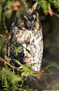 Long-eared Owl