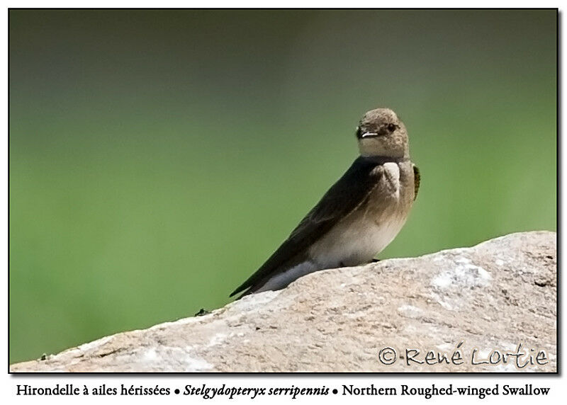 Northern Rough-winged Swallow