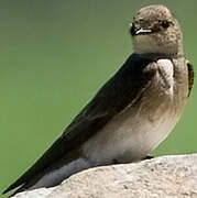 Northern Rough-winged Swallow