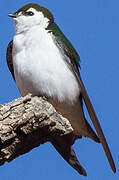 Violet-green Swallow