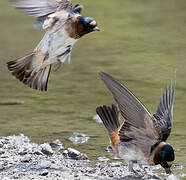 American Cliff Swallow