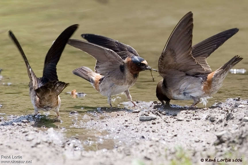 American Cliff Swallowadult, pigmentation, Behaviour