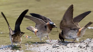 American Cliff Swallow