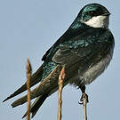 Hirondelle bicolore