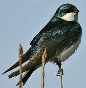 Tree Swallow