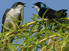 Tree Swallow