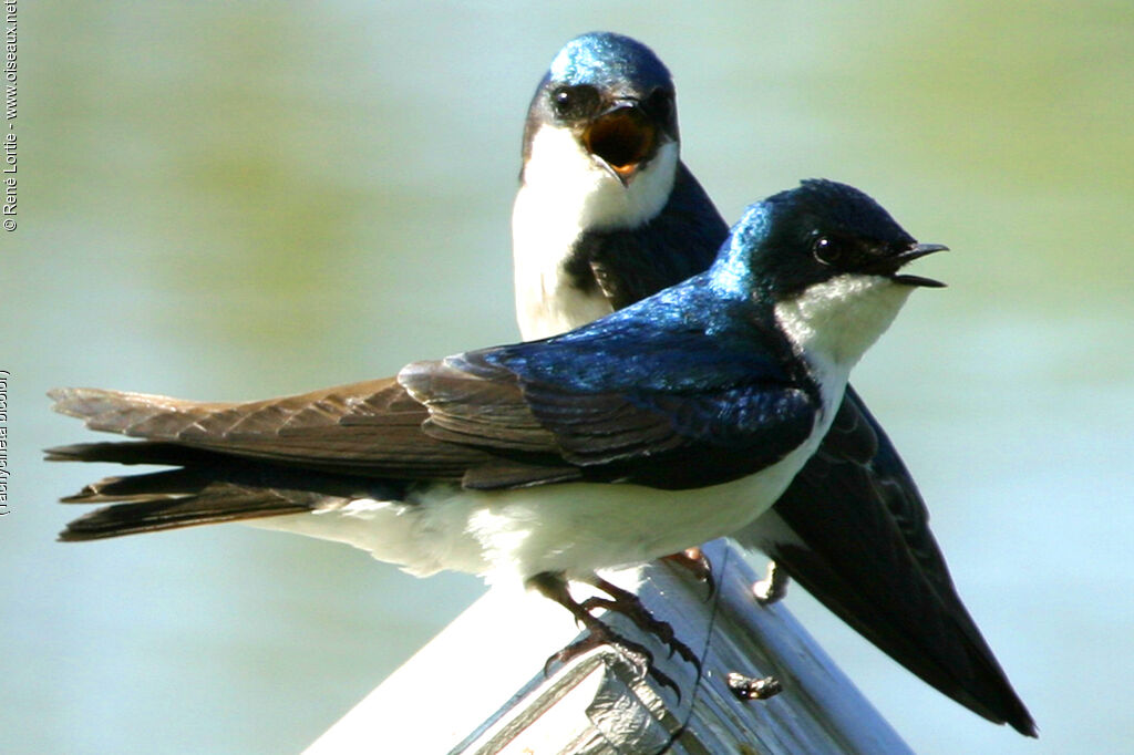 Hirondelle bicolore