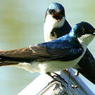 Hirondelle bicolore