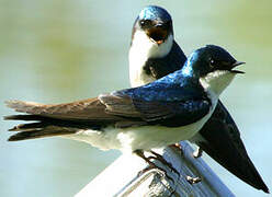 Tree Swallow