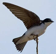 Tree Swallow