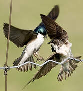 Tree Swallow