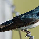 Hirondelle bicolore
